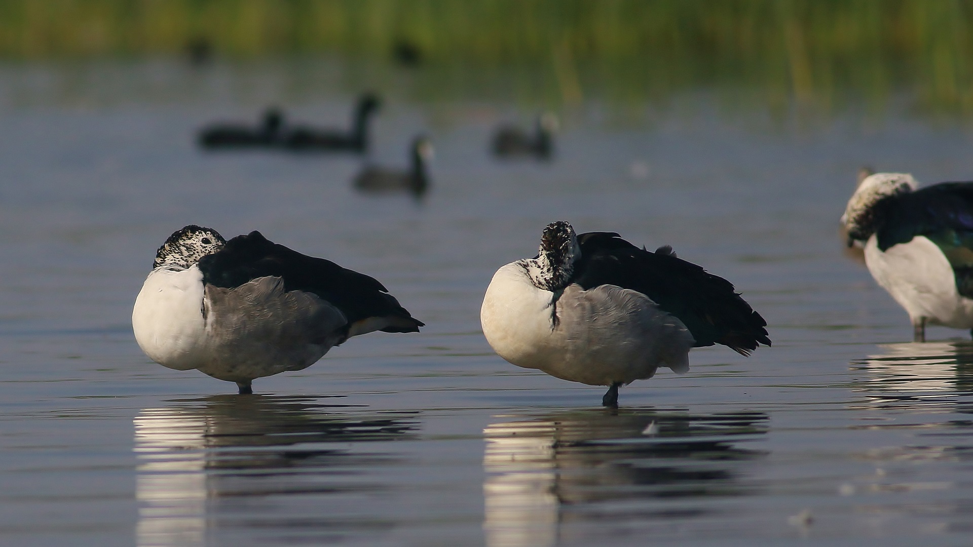 Knob-billed Duck